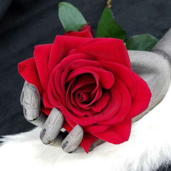 Posh Ambassador! - Picture 1 of 2